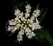 Valeriana sitchensis - Sitka valerian 17-8918